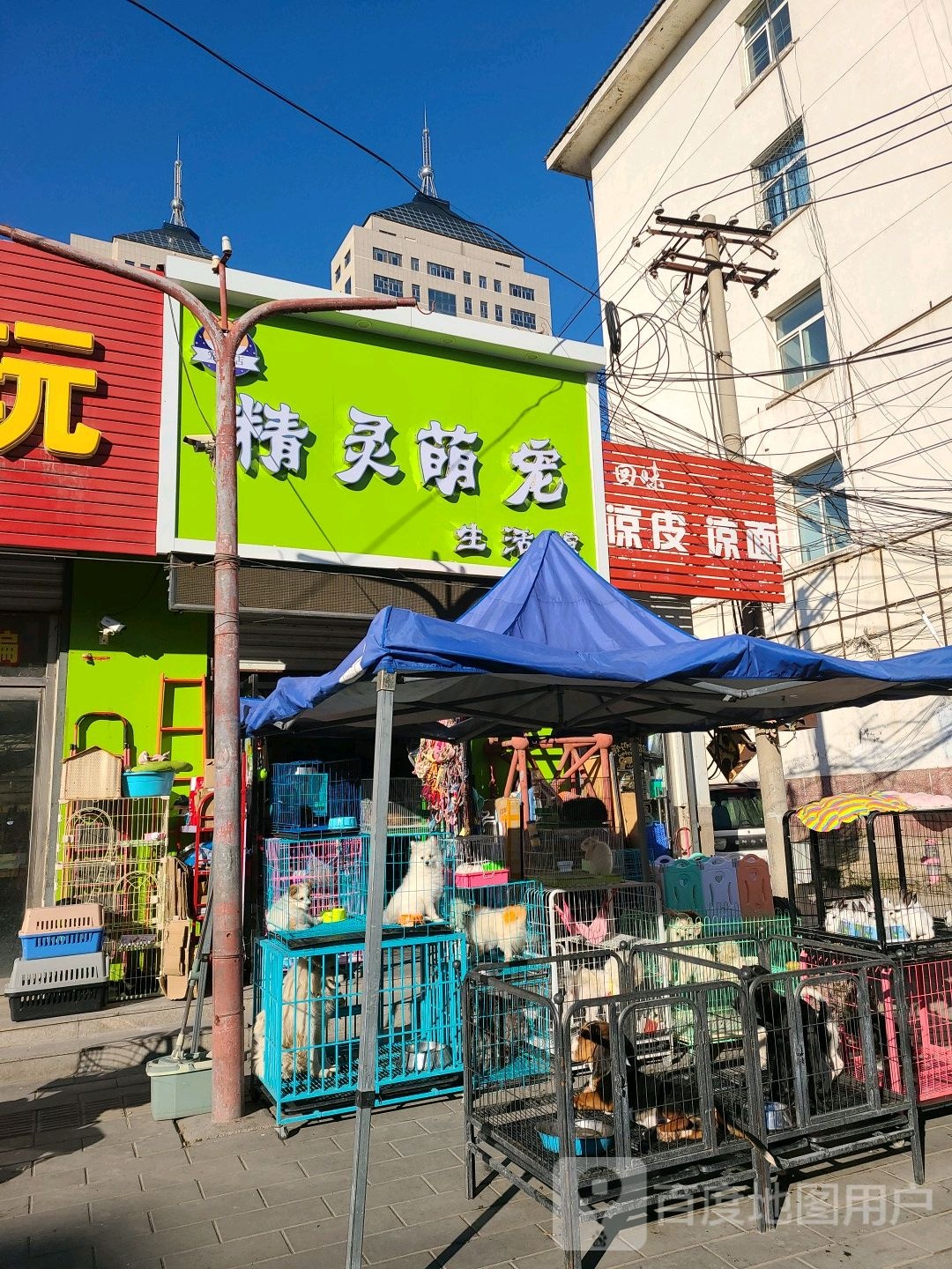 精灵萌宠(炸子市街店)