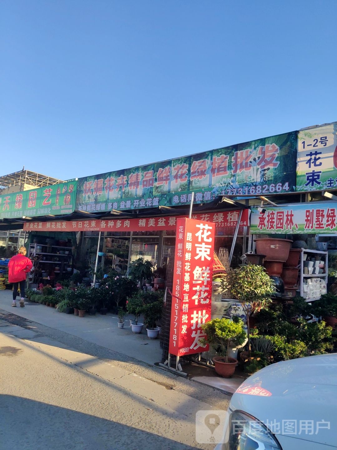 妖媚花卉精品鲜花绿植批发