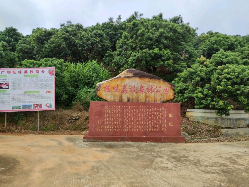 桂味荔枝森林公园