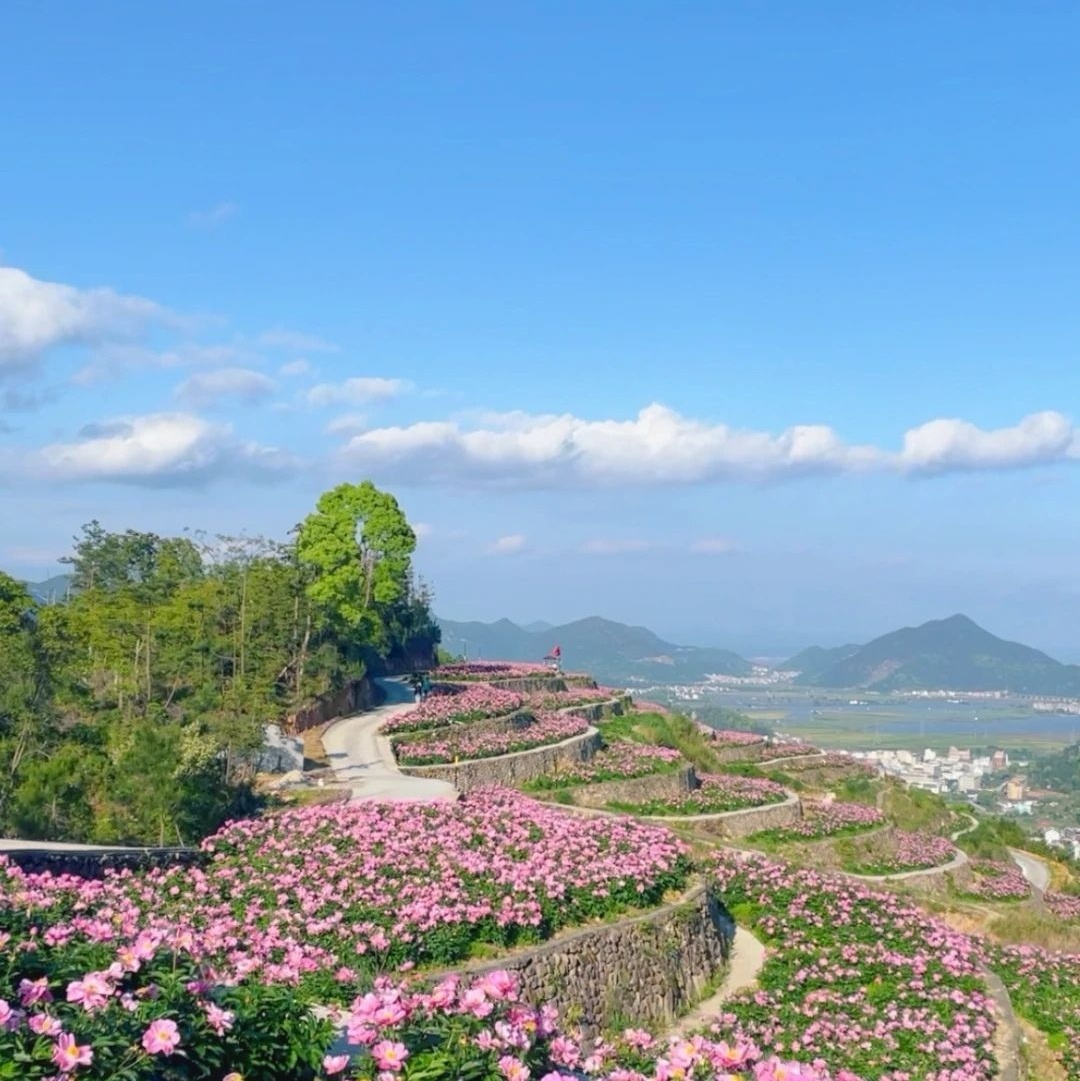 中江芍药谷