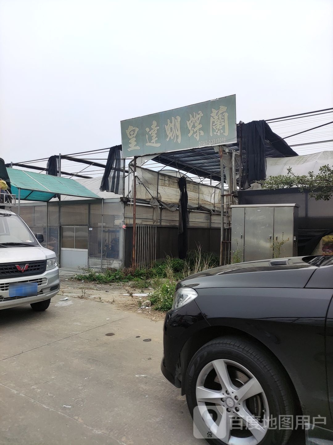 中宇蝴蝶兰