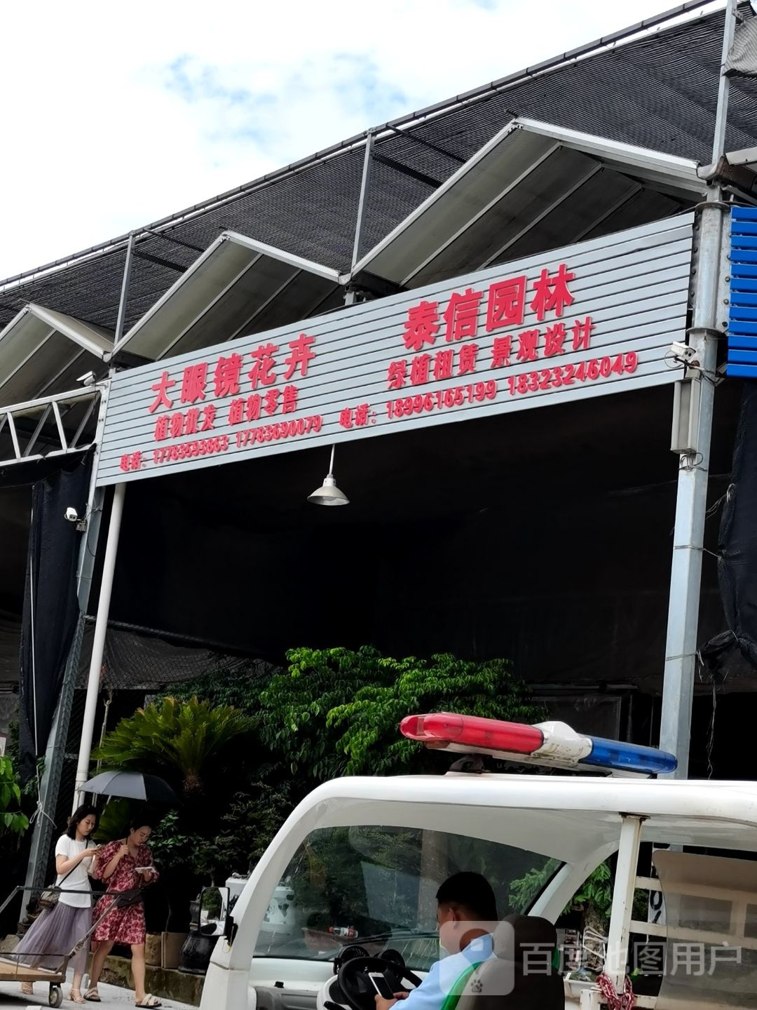 大眼镜花卉