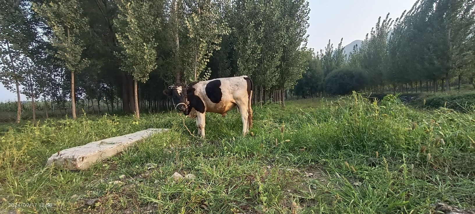阳白乡
