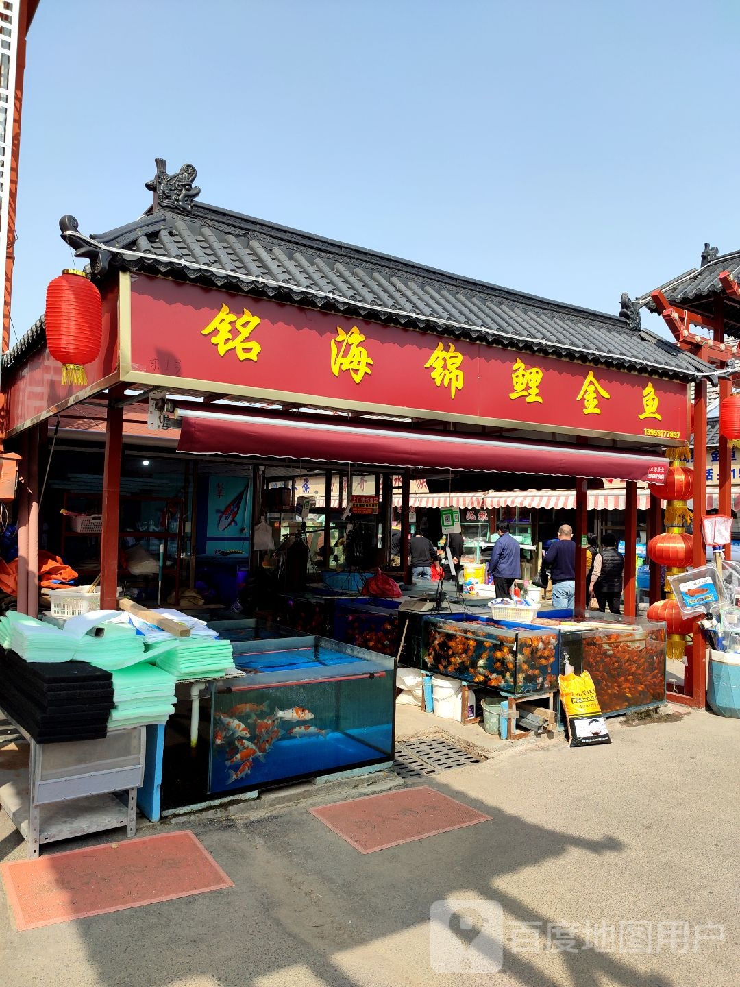 铭海锦鲤金鱼