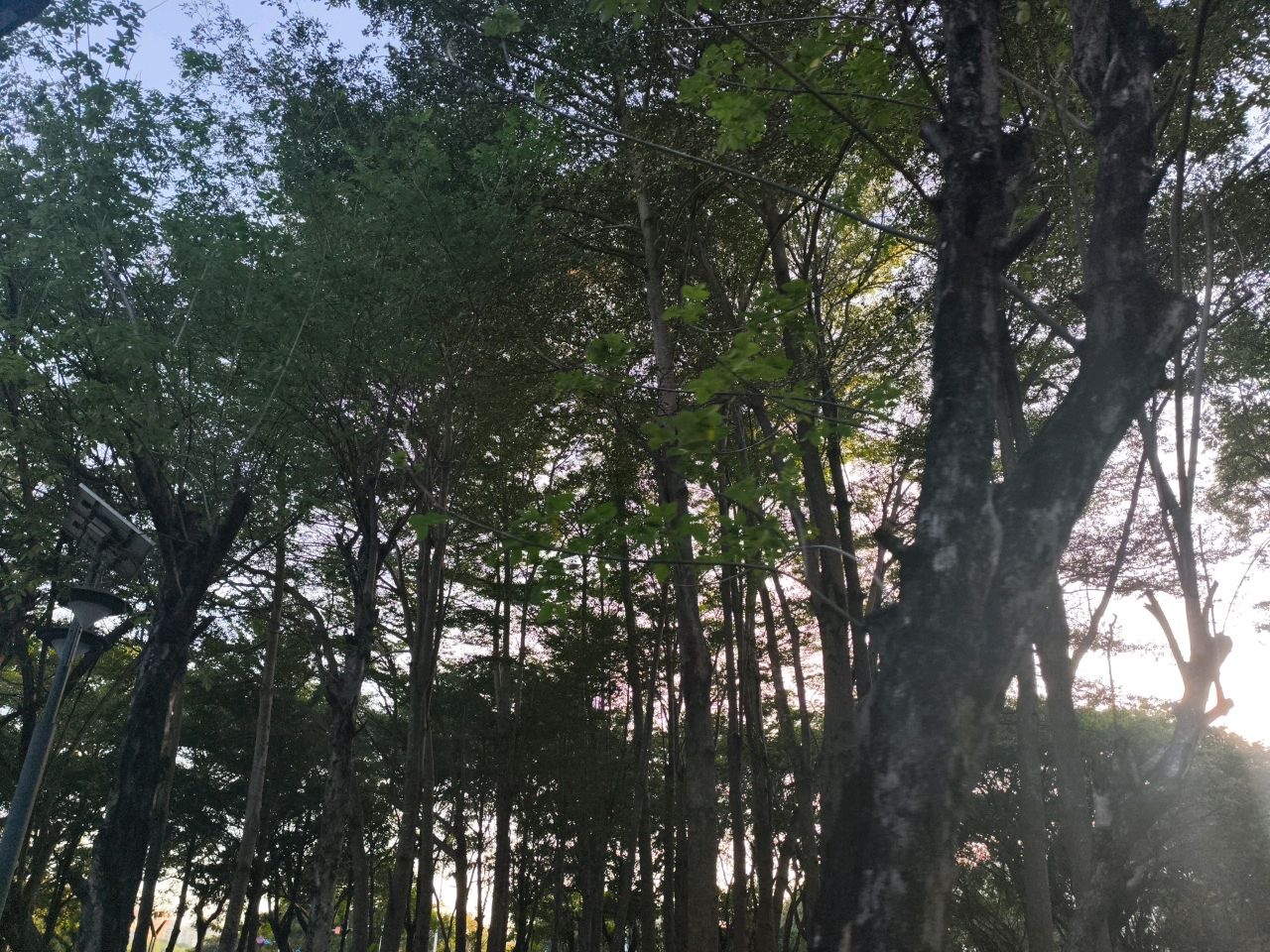 下洋田街心公园
