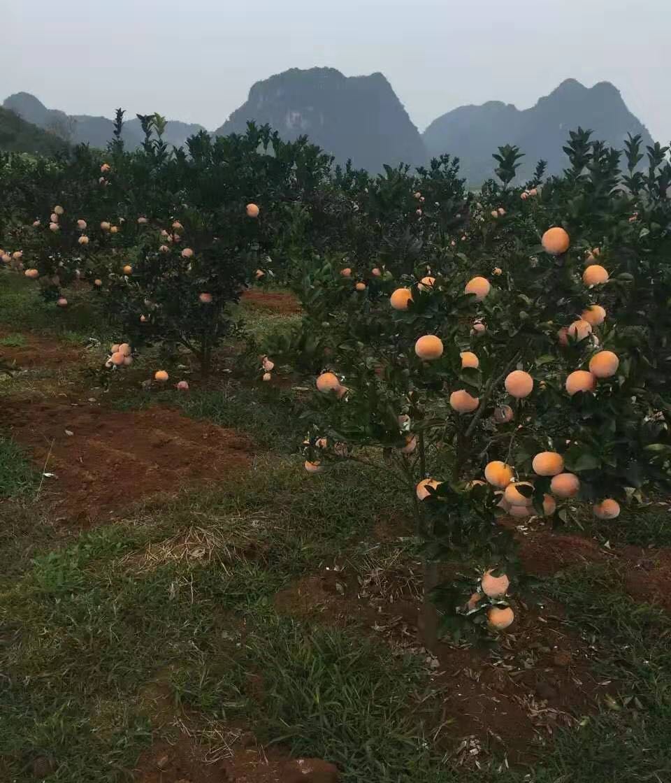 江门市状元山陵园