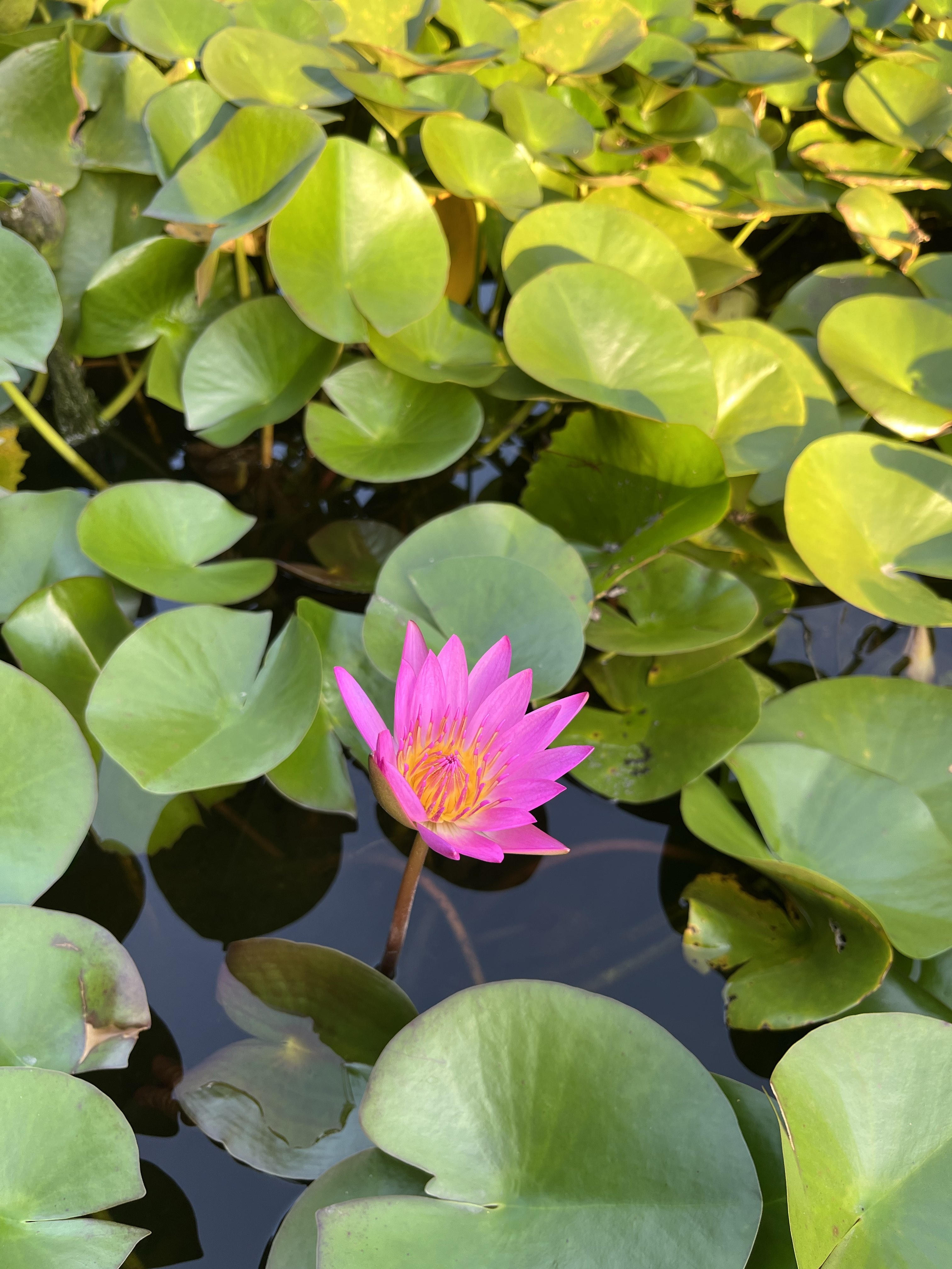 海蒂和噜噜的花园