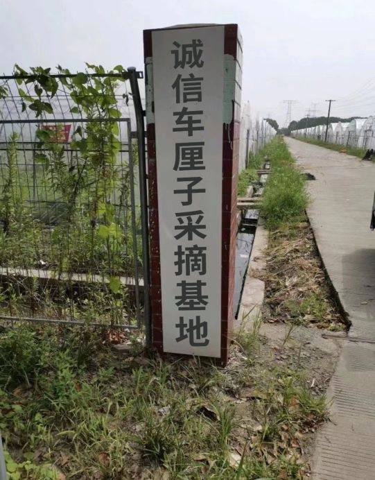 诚信车厘子采摘基地