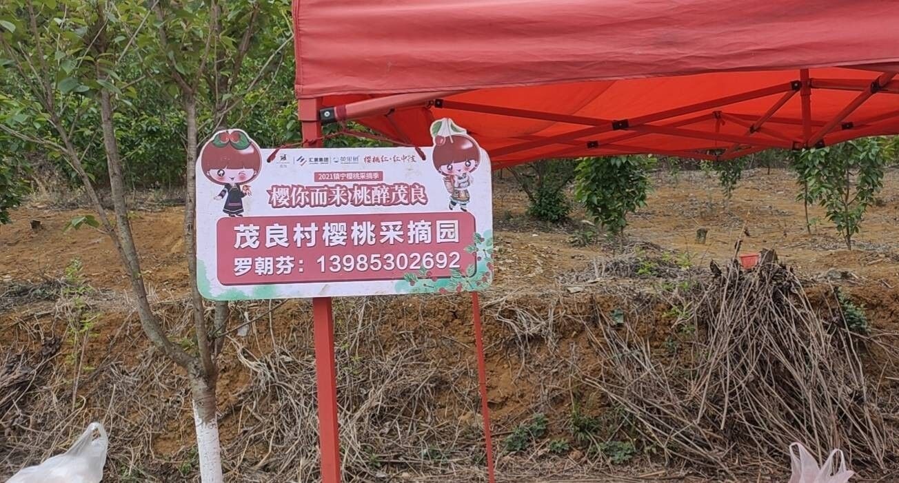 满堂樱桃采摘园