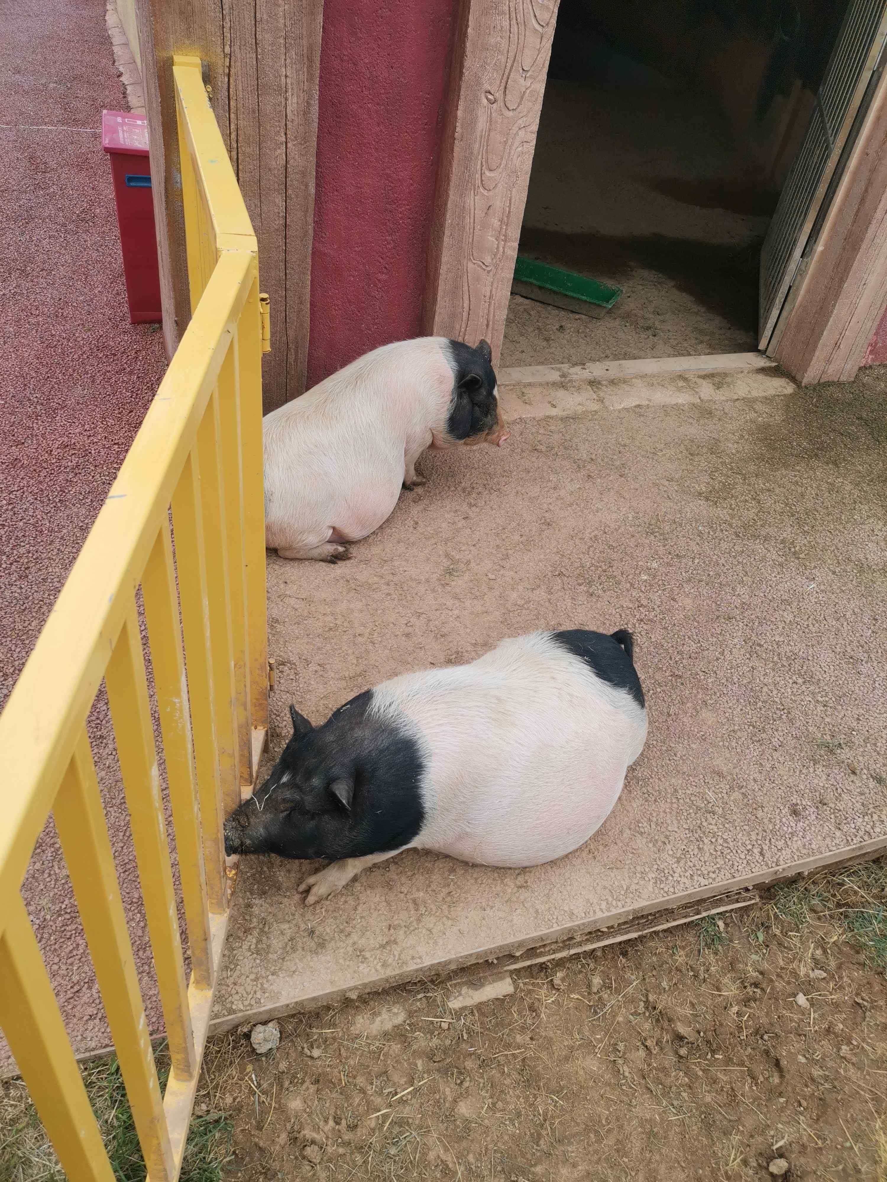 萌宠区-小香猪