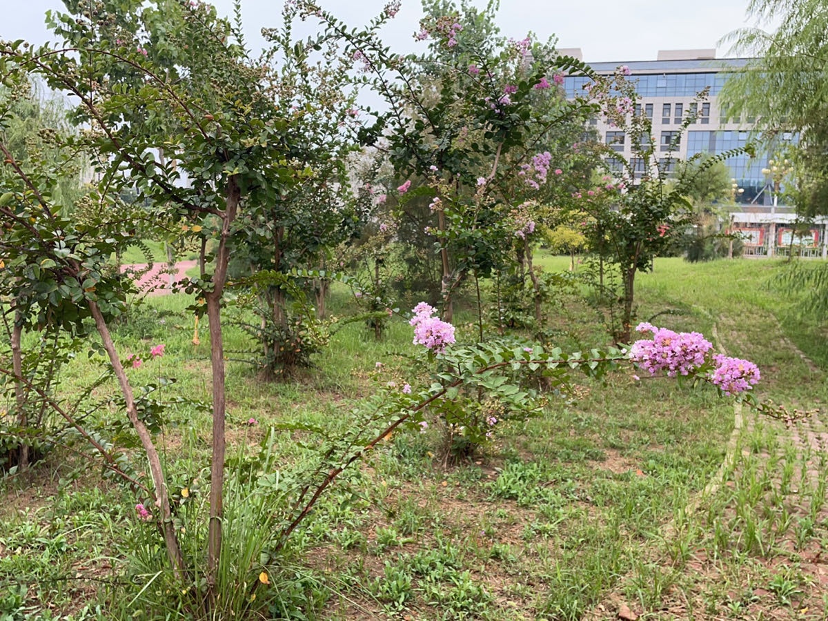 河南开封科技传媒学院-小花园紫薇花区