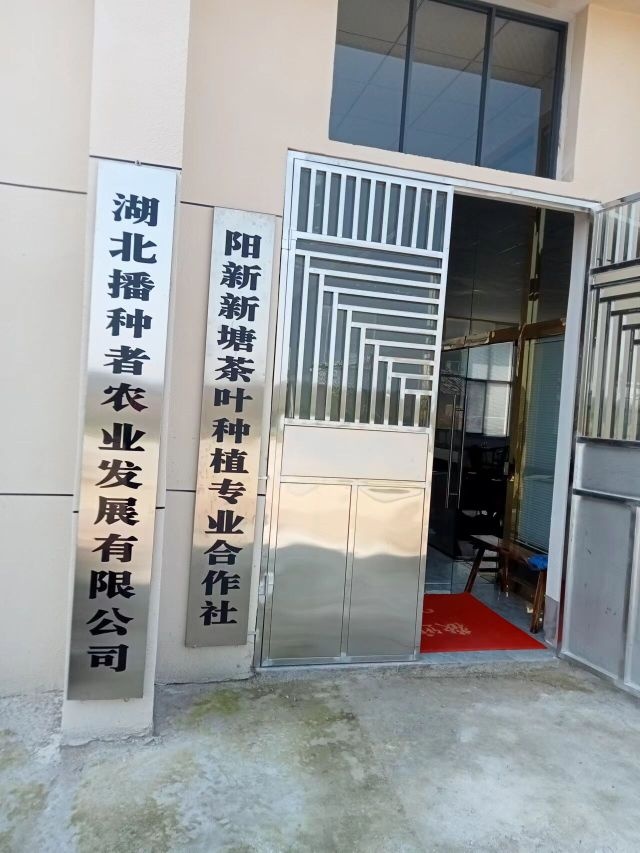 网湖玉叶新塘春高端茶叶产业基地