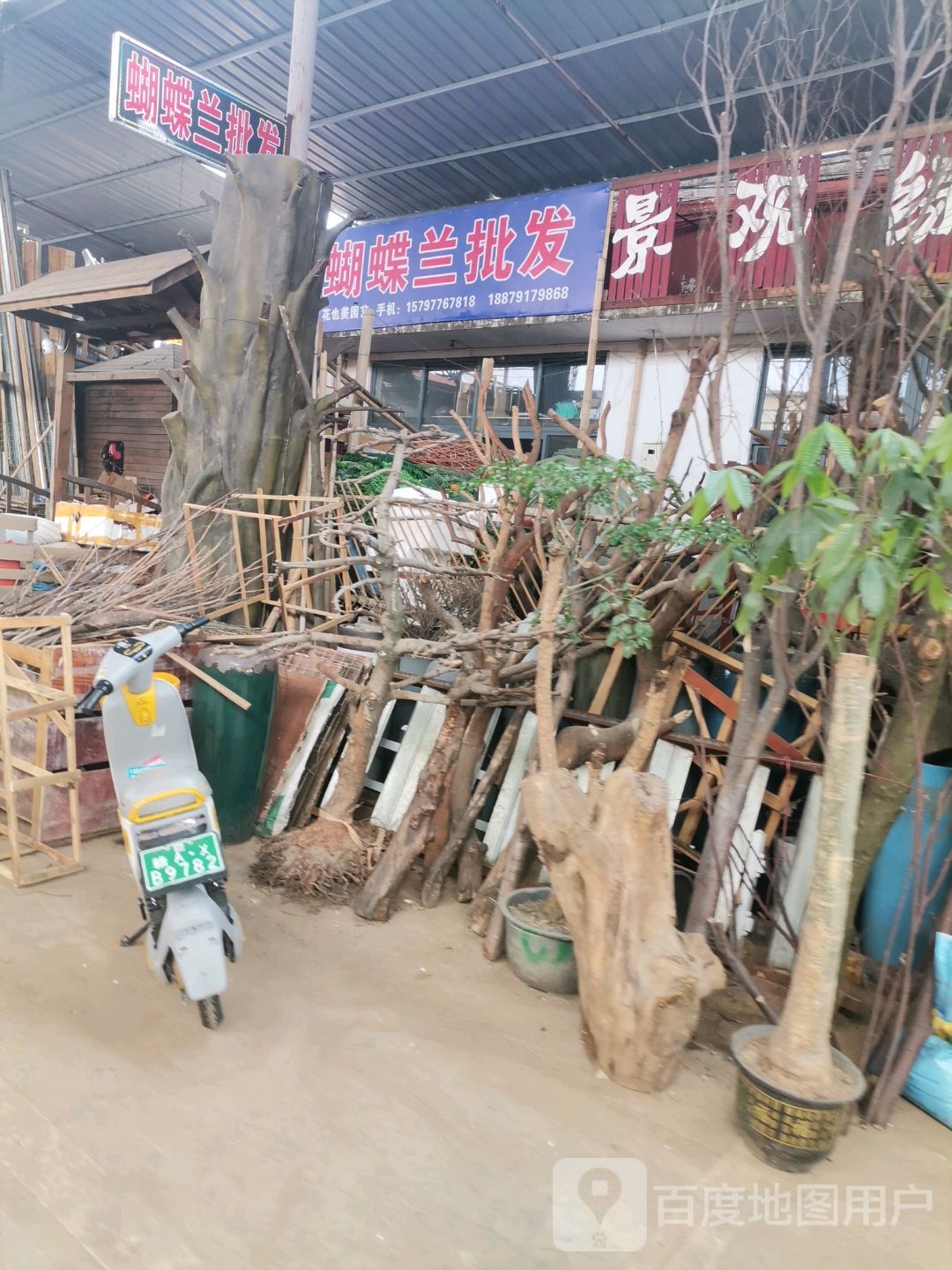 蝴蝶兰批发
