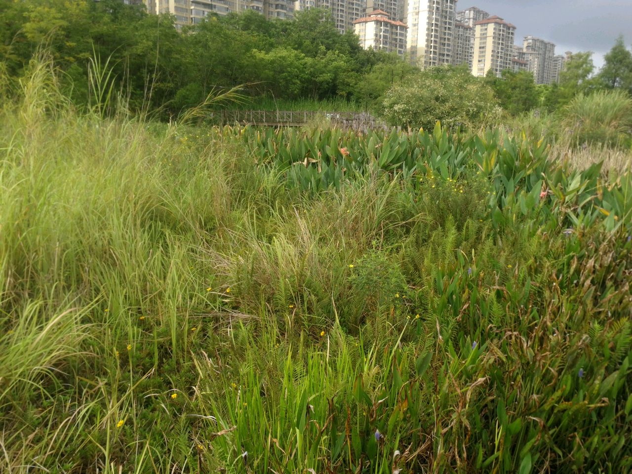 百草鸣芳