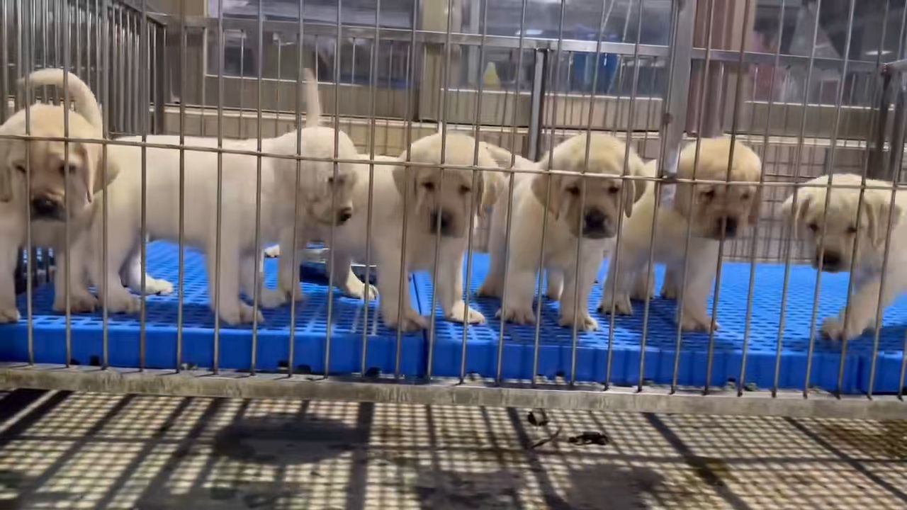 宠物市场狗舍宠物狗场猫舍犬舍购宠基地