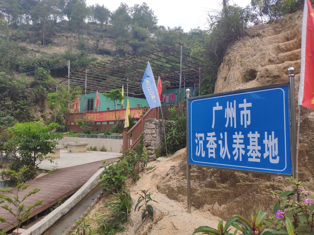 广州市沉香认养基地