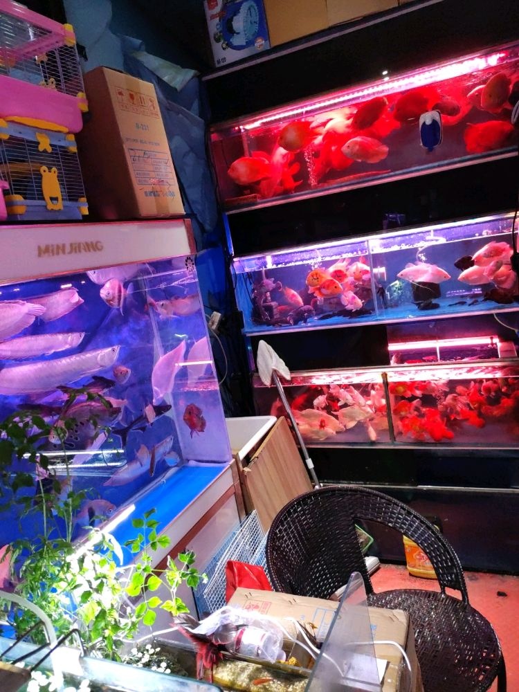 钱凤水族店(西田城购物中心店)