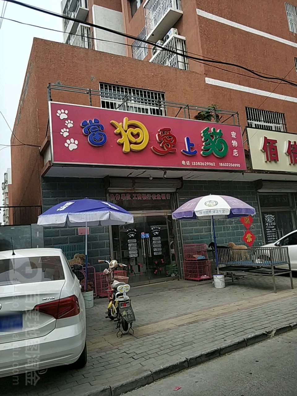 当狗爱上猫宠物店