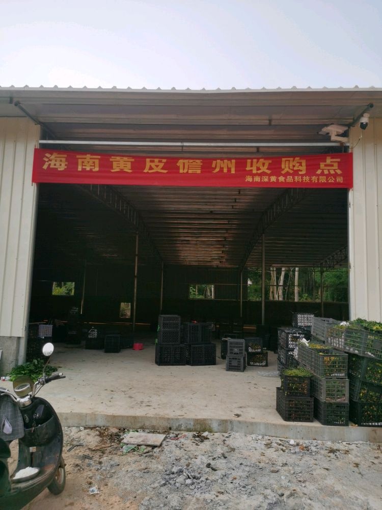海南黄皮儋州收购点