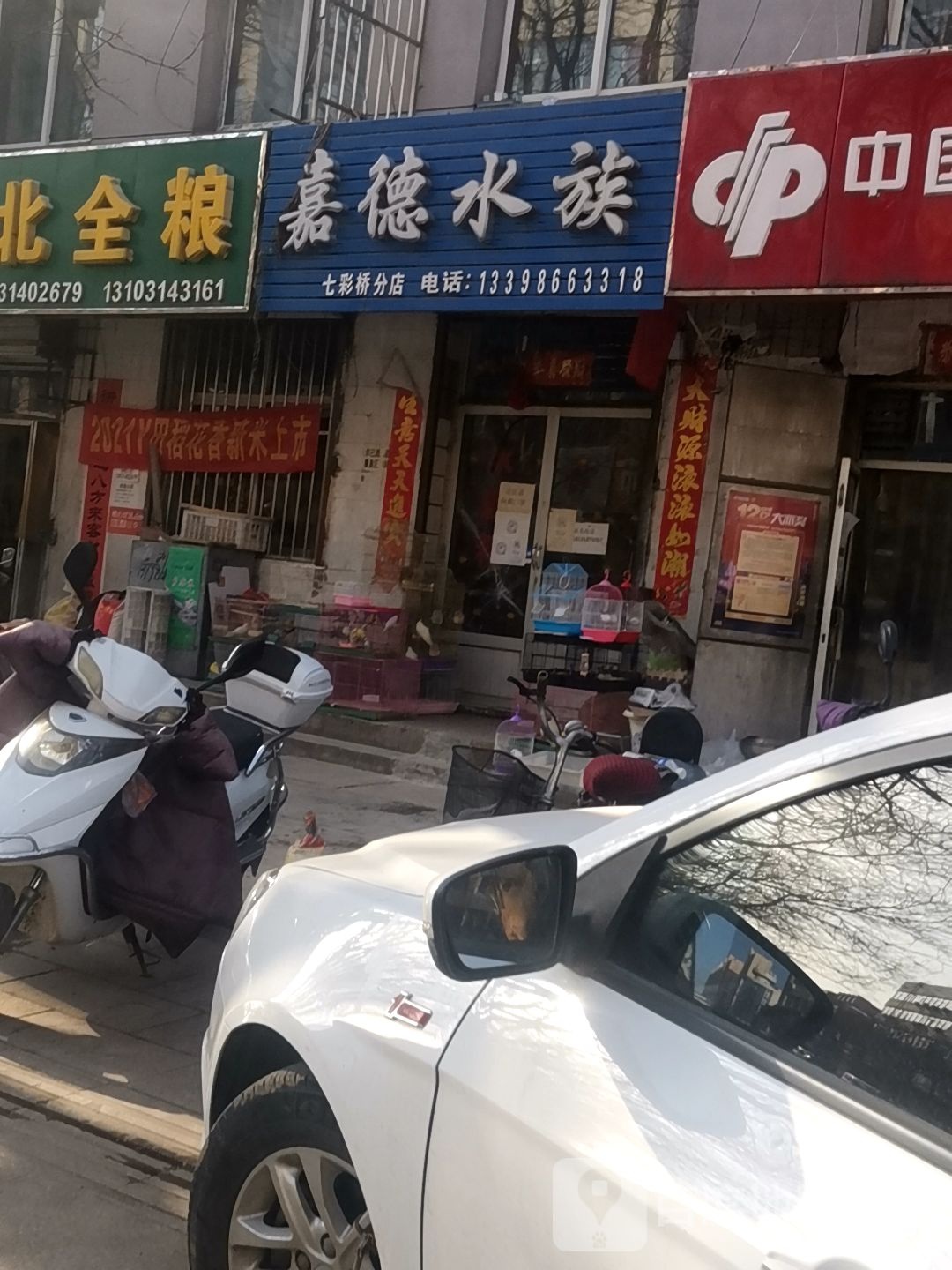 嘉德水族(七彩桥分店)