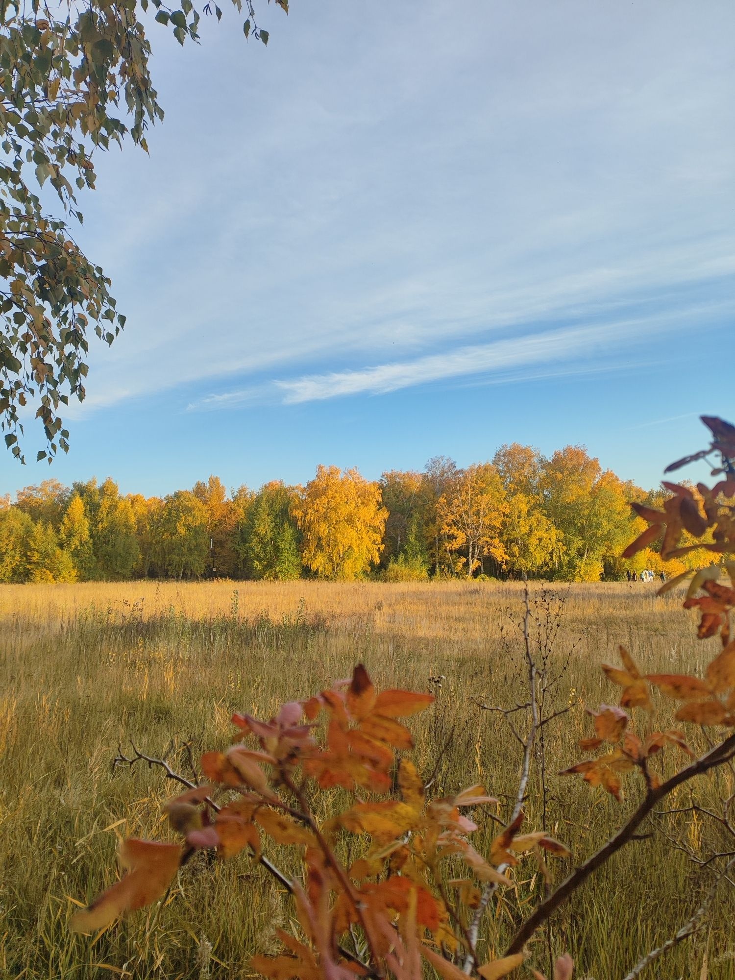 哈巴河县白桦林景区