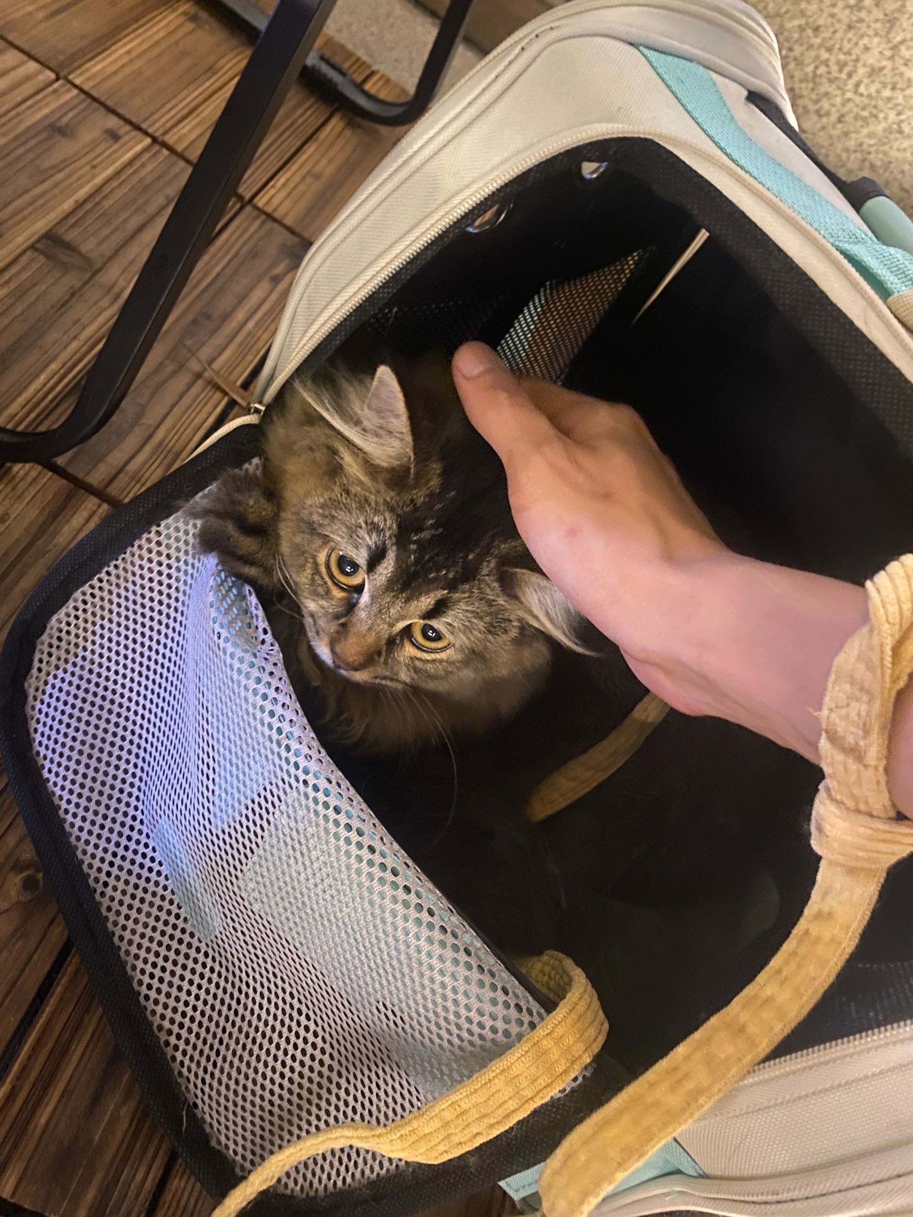 阿猫阿狗宠物店
