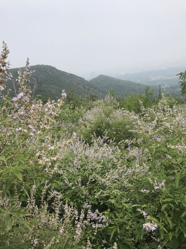 印台山