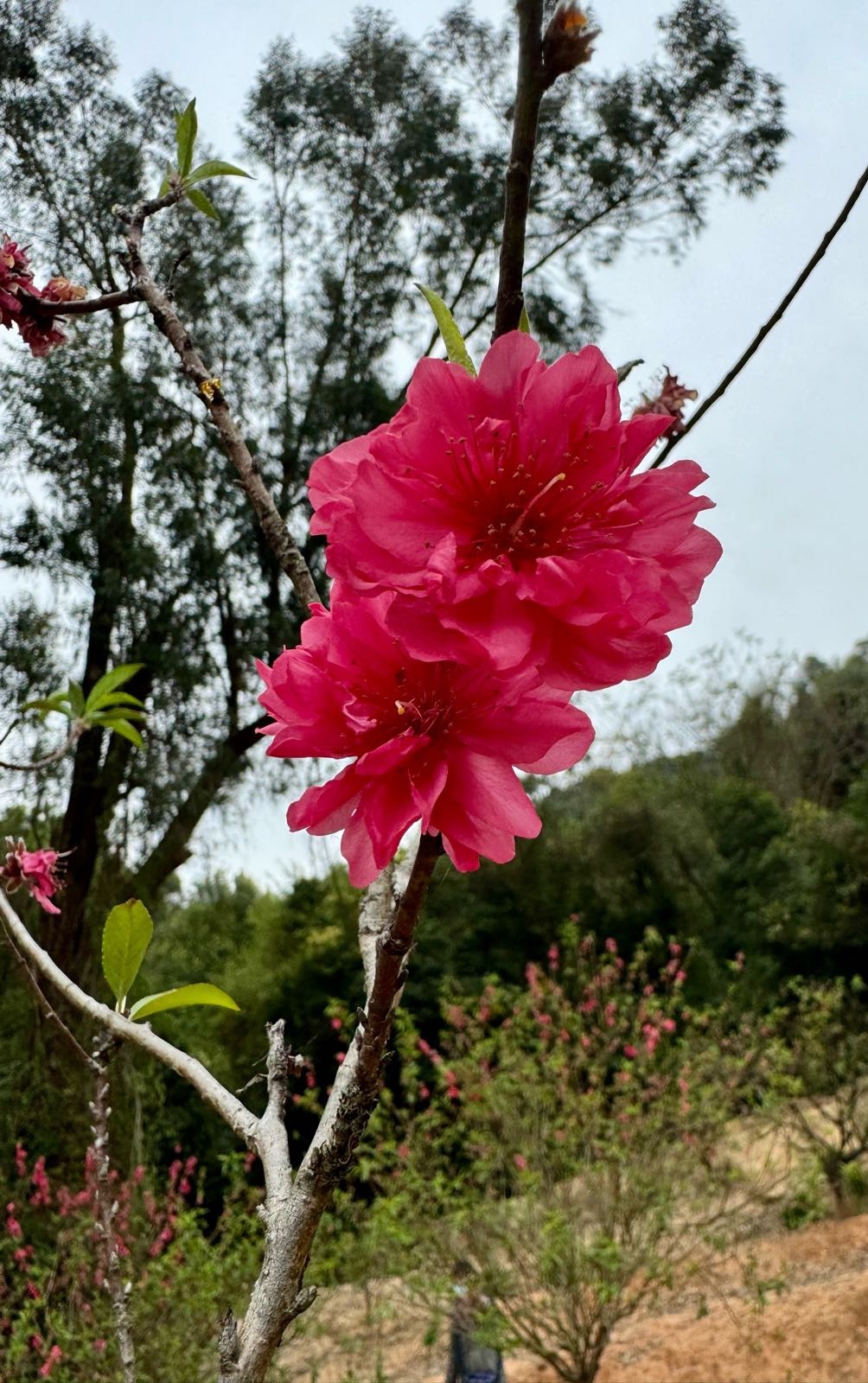 南国桃园-桃花谷