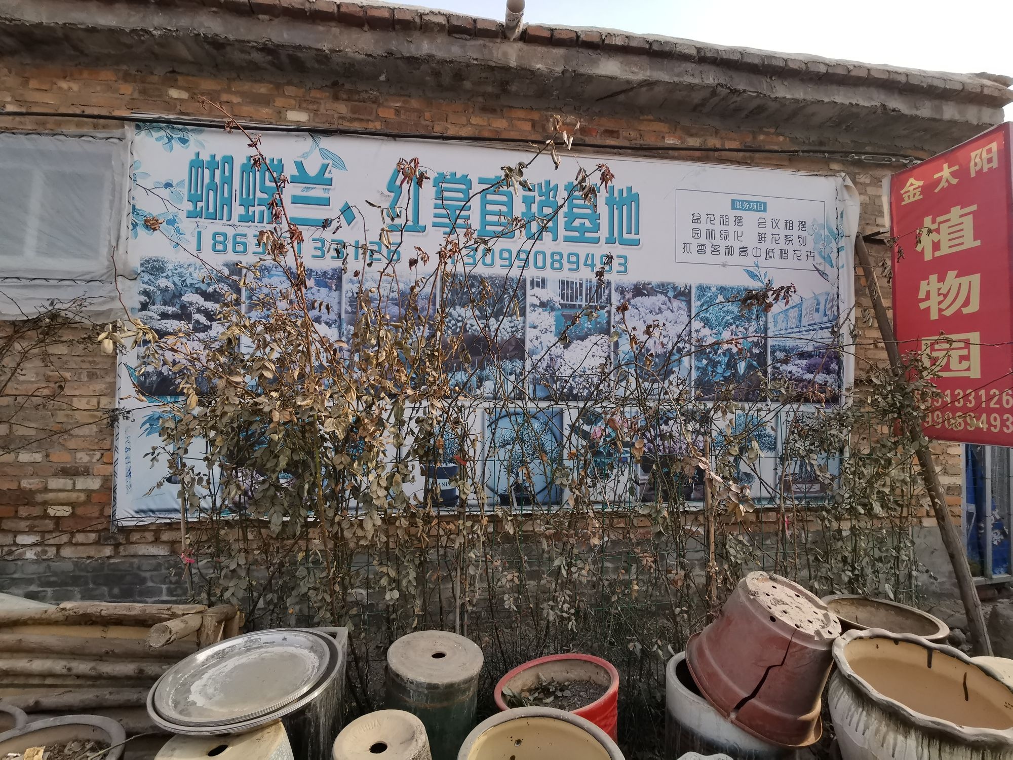 金太阳植物园