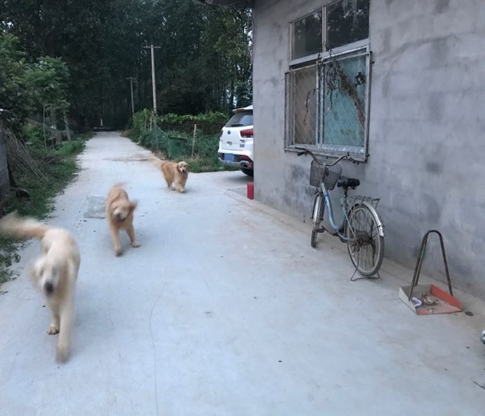 苏缘犬舍