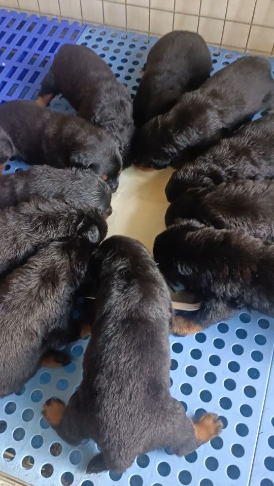 轩辕犬舍(罗威纳繁殖基地)