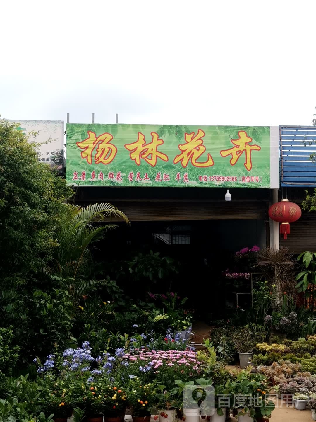 杨林花卉