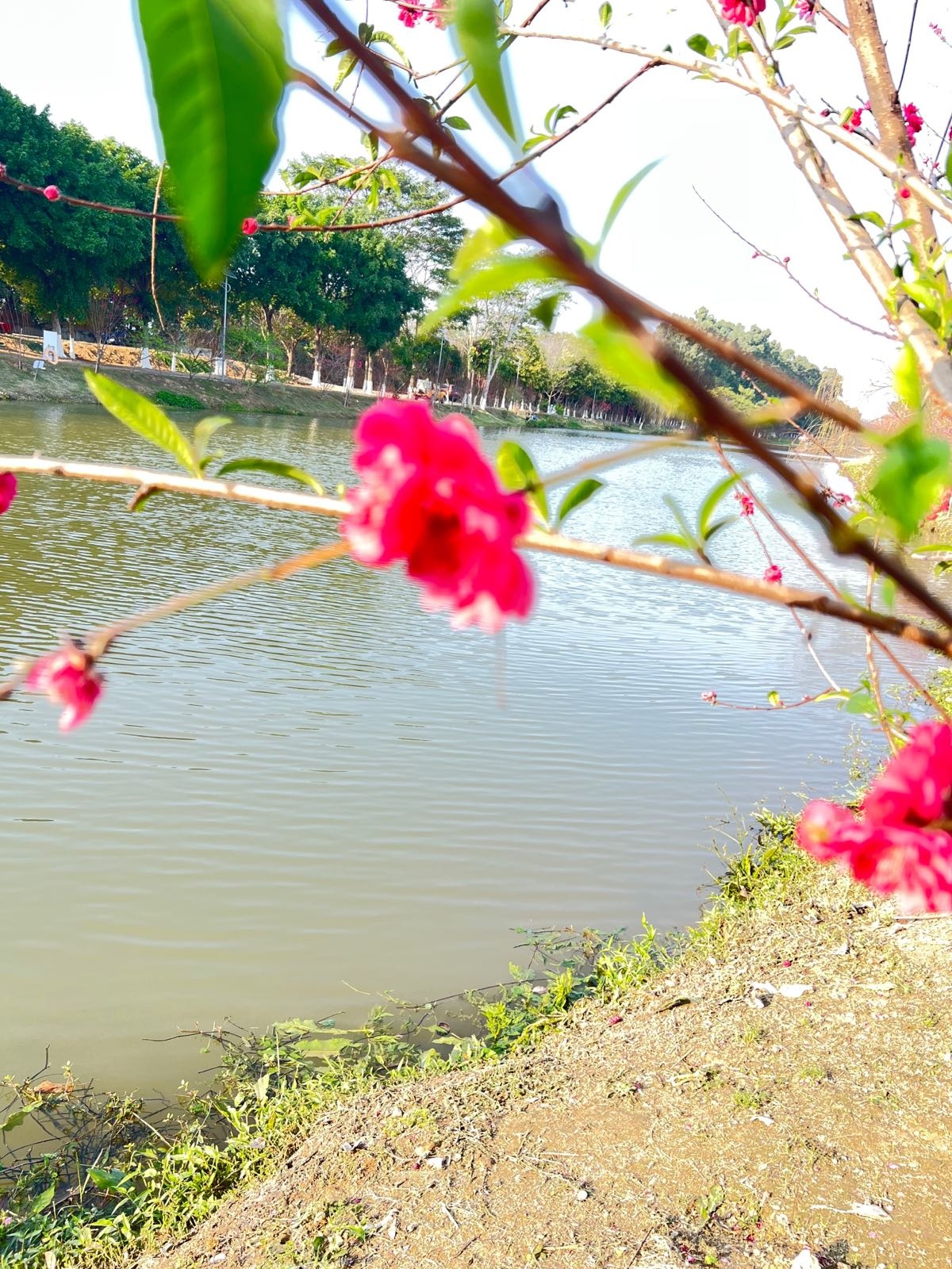 十里桃源