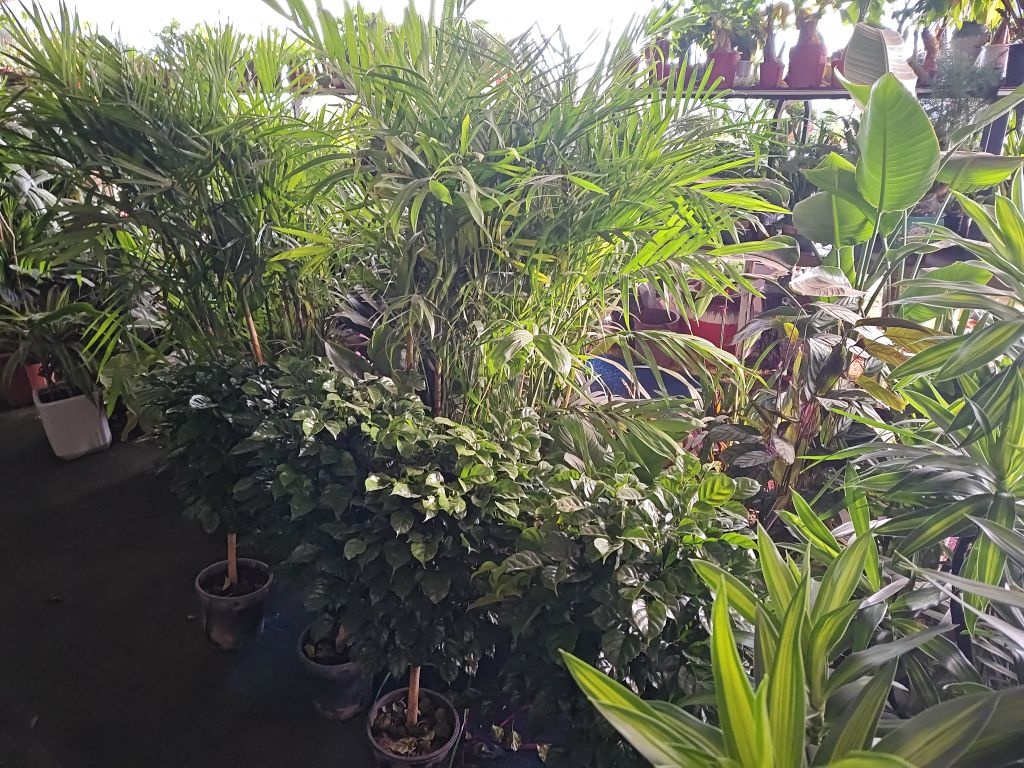 共和植觉花卉销售园