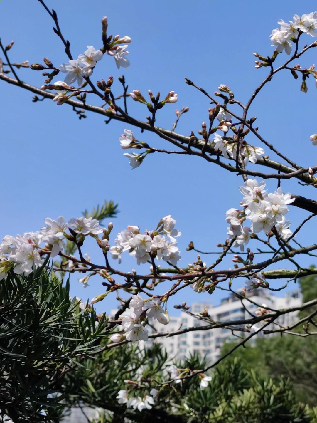 望月公园