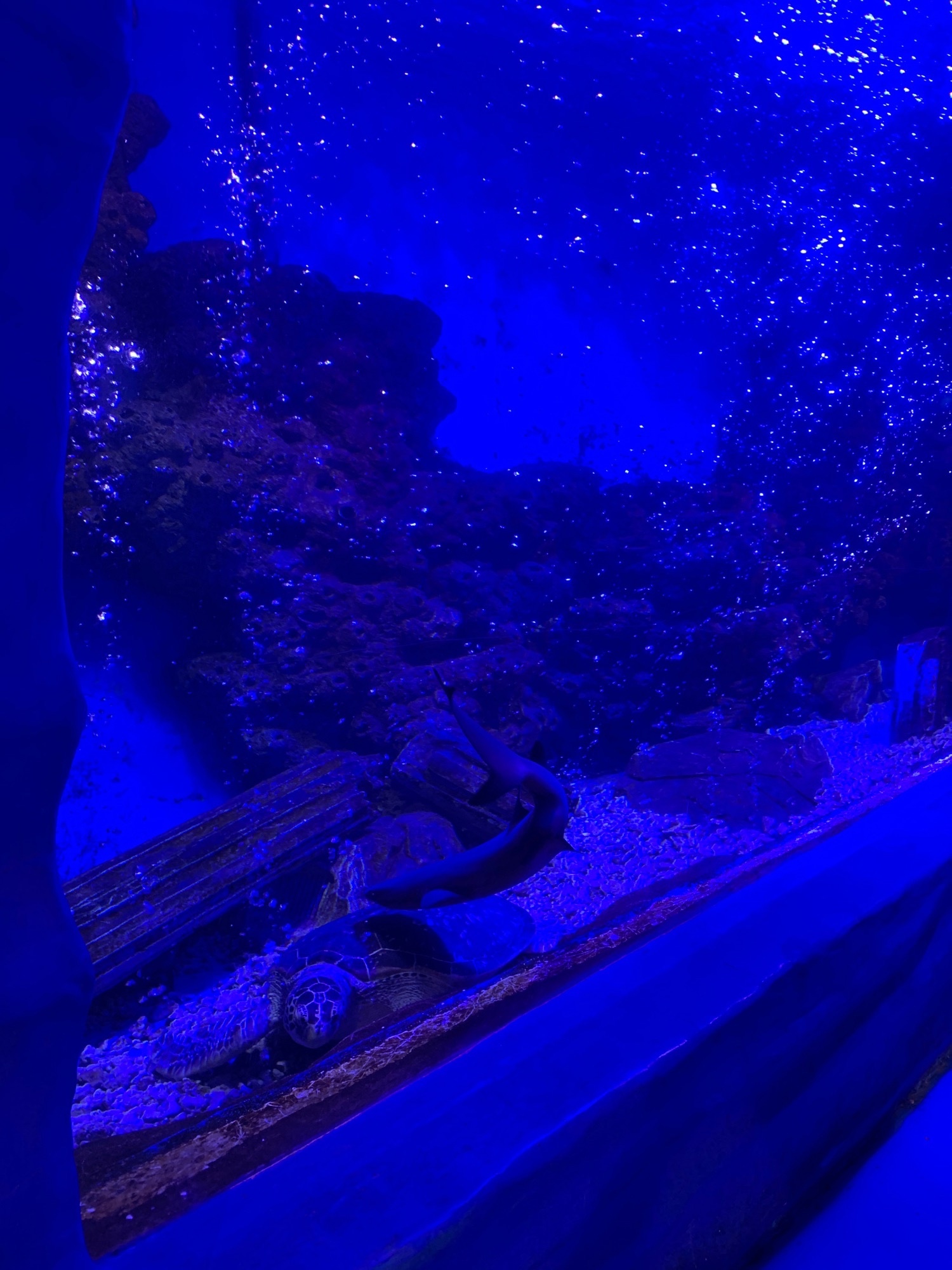 嘉定海洋世界