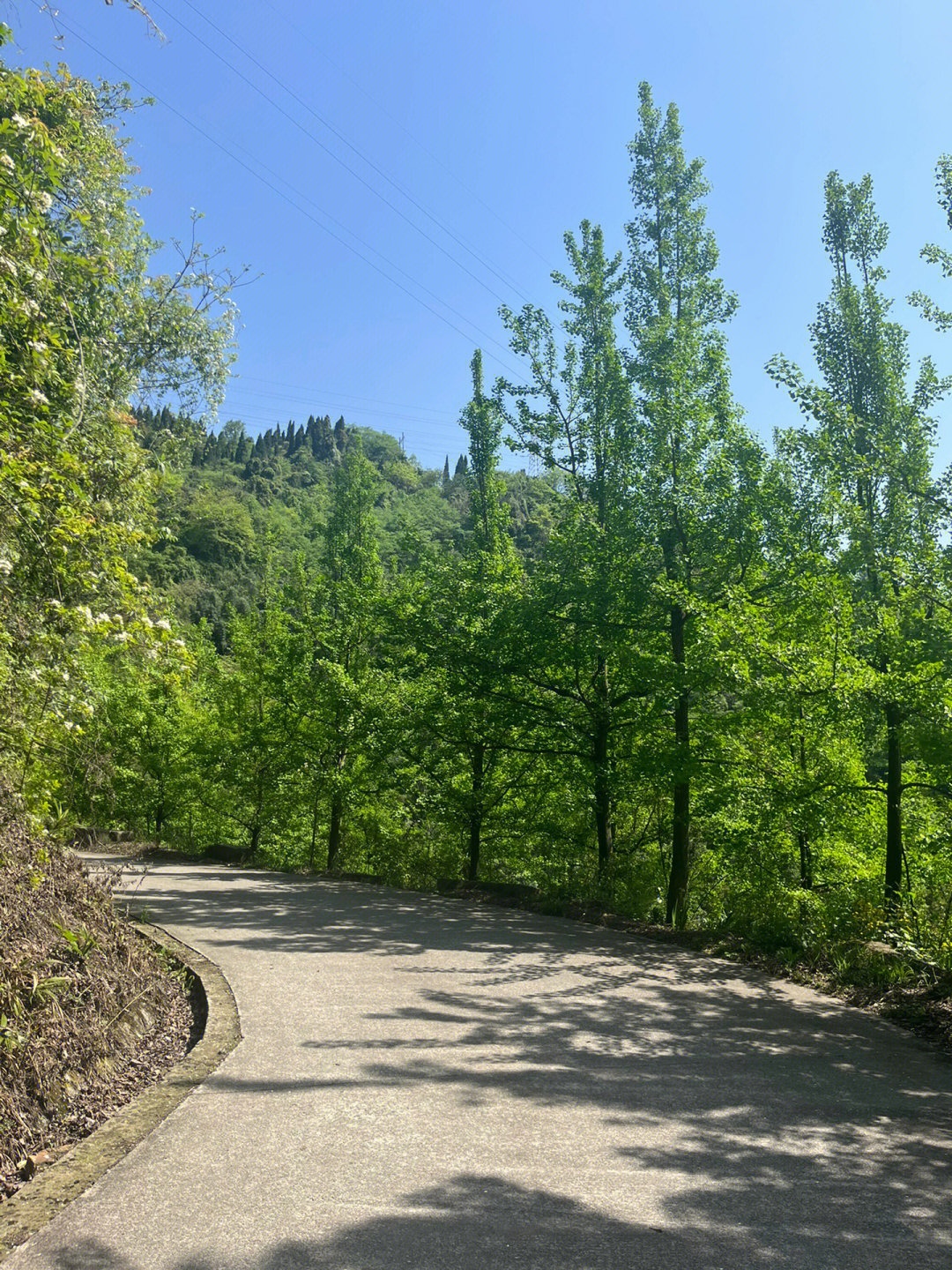 铜马沟竹海公园