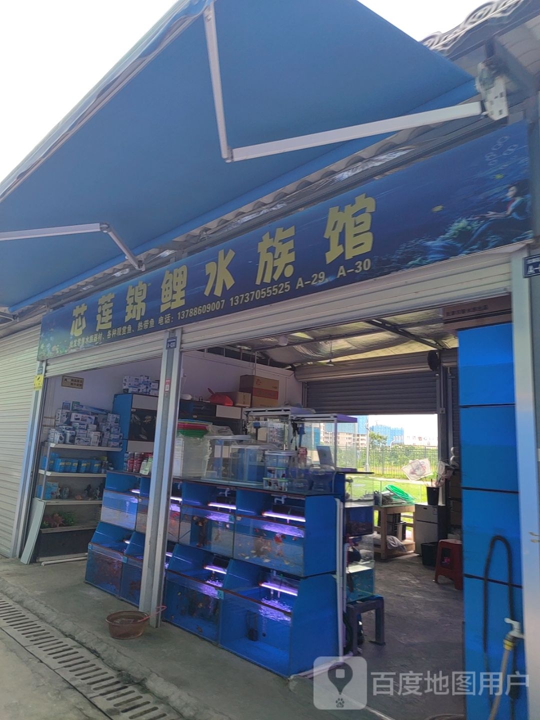 芯莲锦鲤水族馆