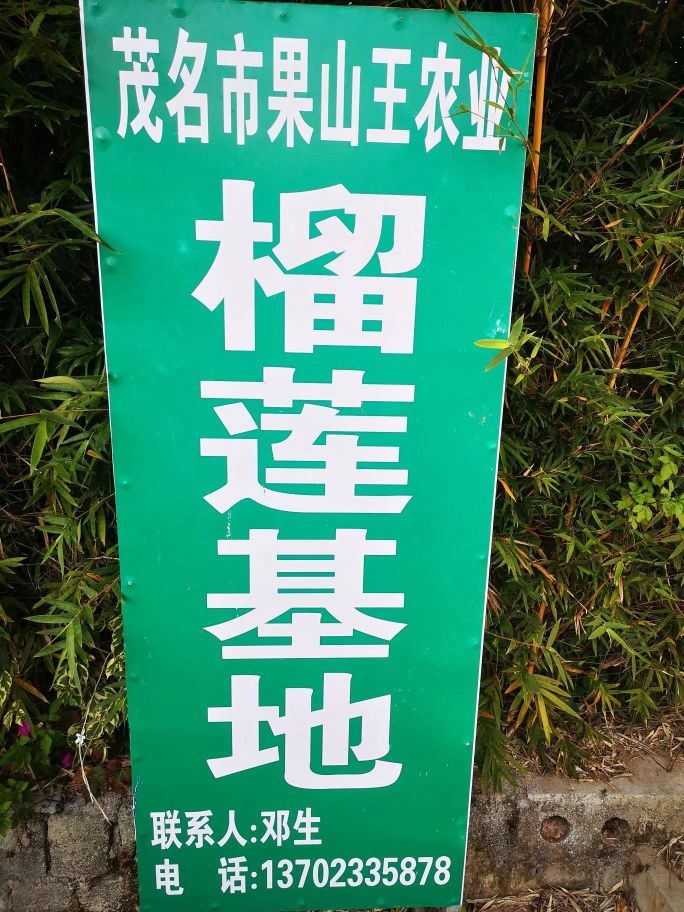 果山王农业榴莲基地