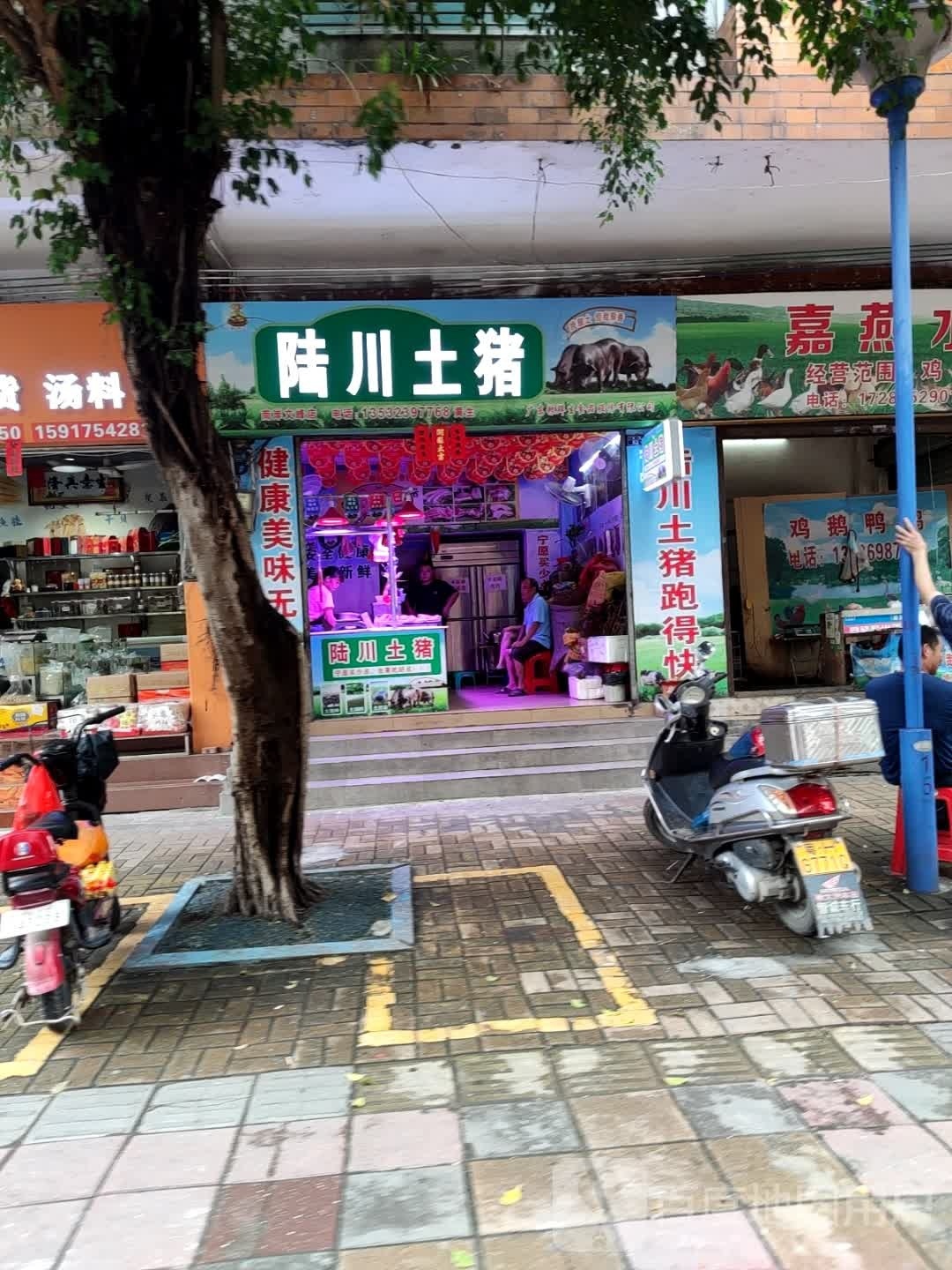 陆川土猪