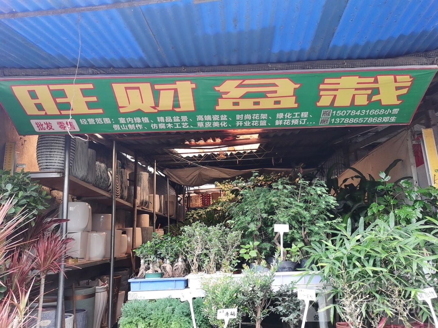 旺财盆栽