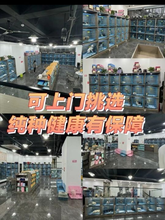 合肥高端宠物店