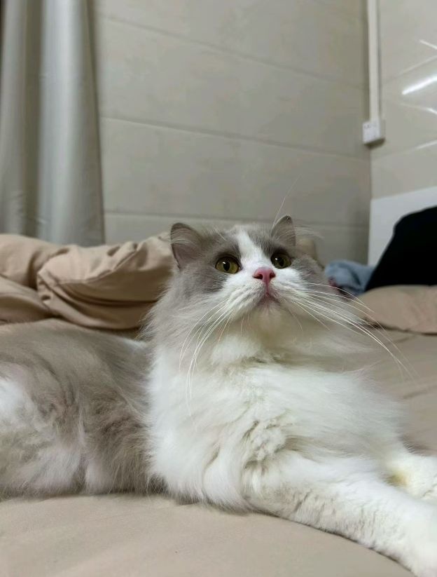 哈尼宠物店(宝龙分店)