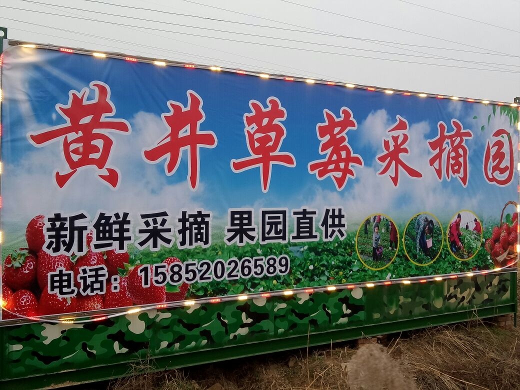 黄井草莓采摘园