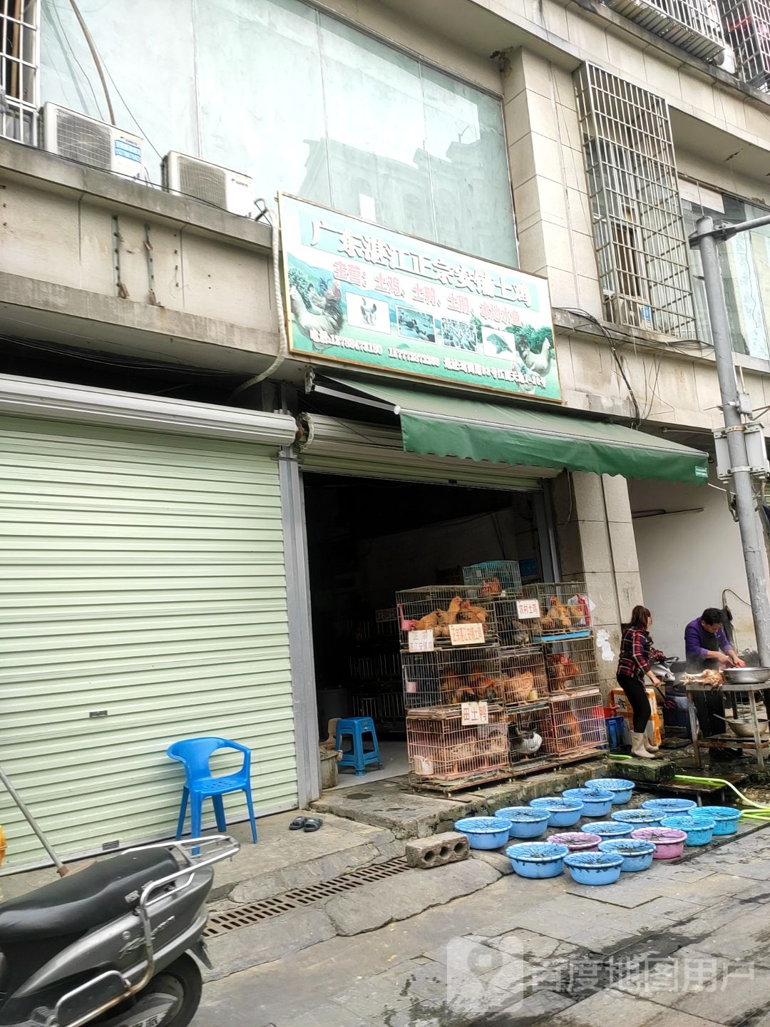 广州湛江正宗安铺土鸡