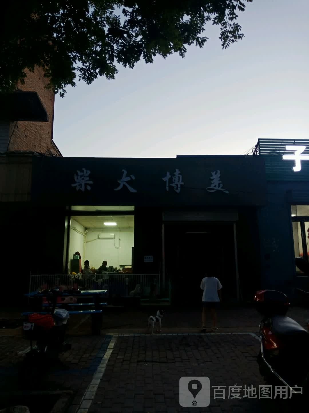 柴犬博美