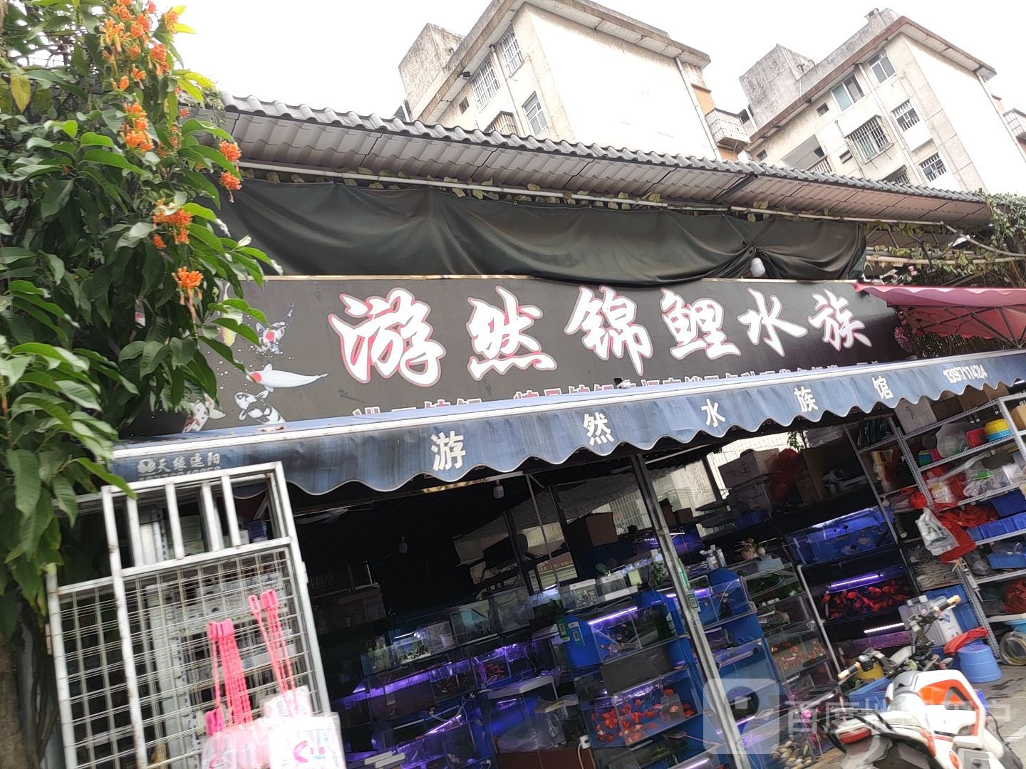 游然锦鲤水族(南宁市二建公司宿舍店)