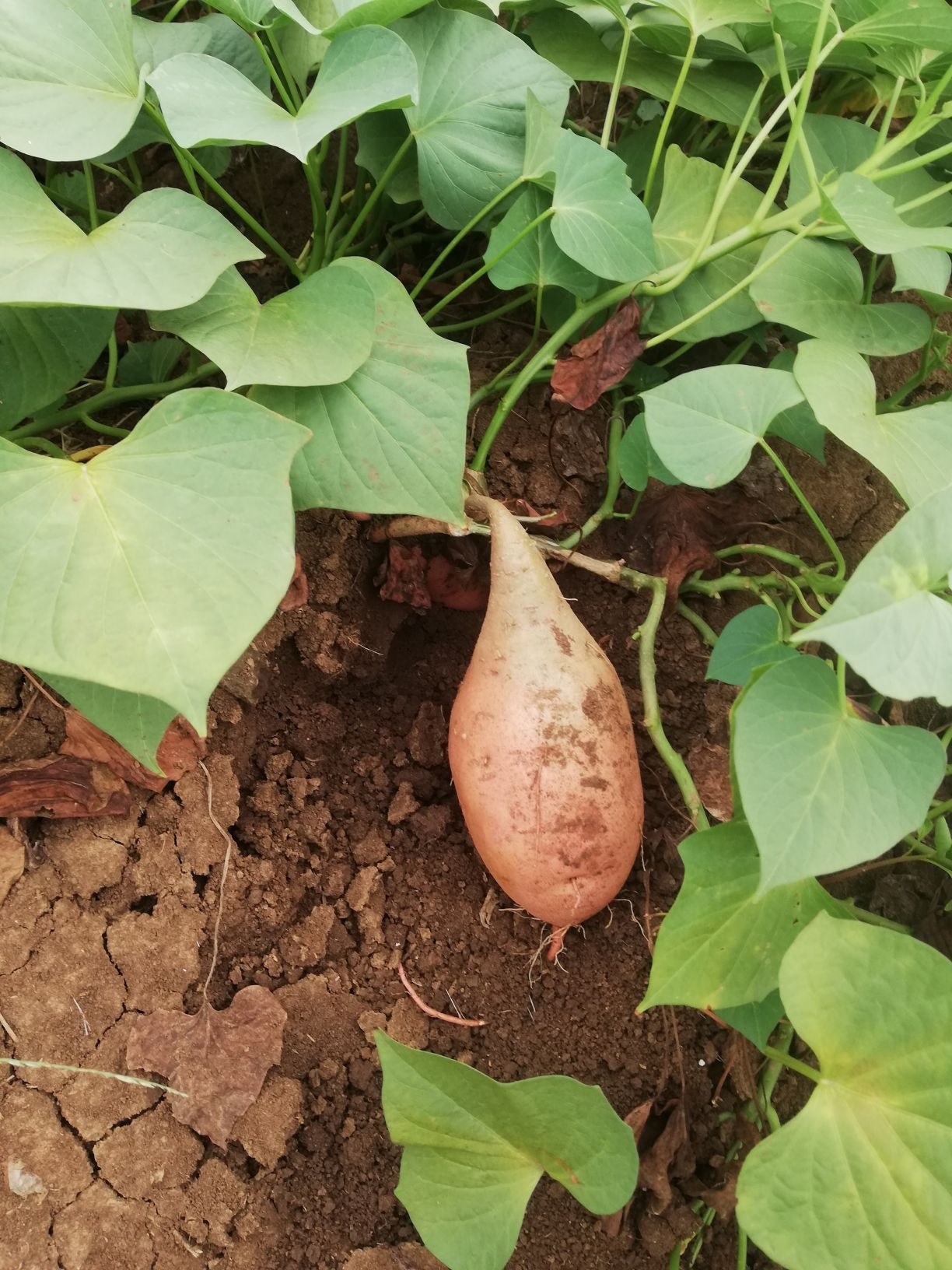 荣昌区蔬菜水果批发市场