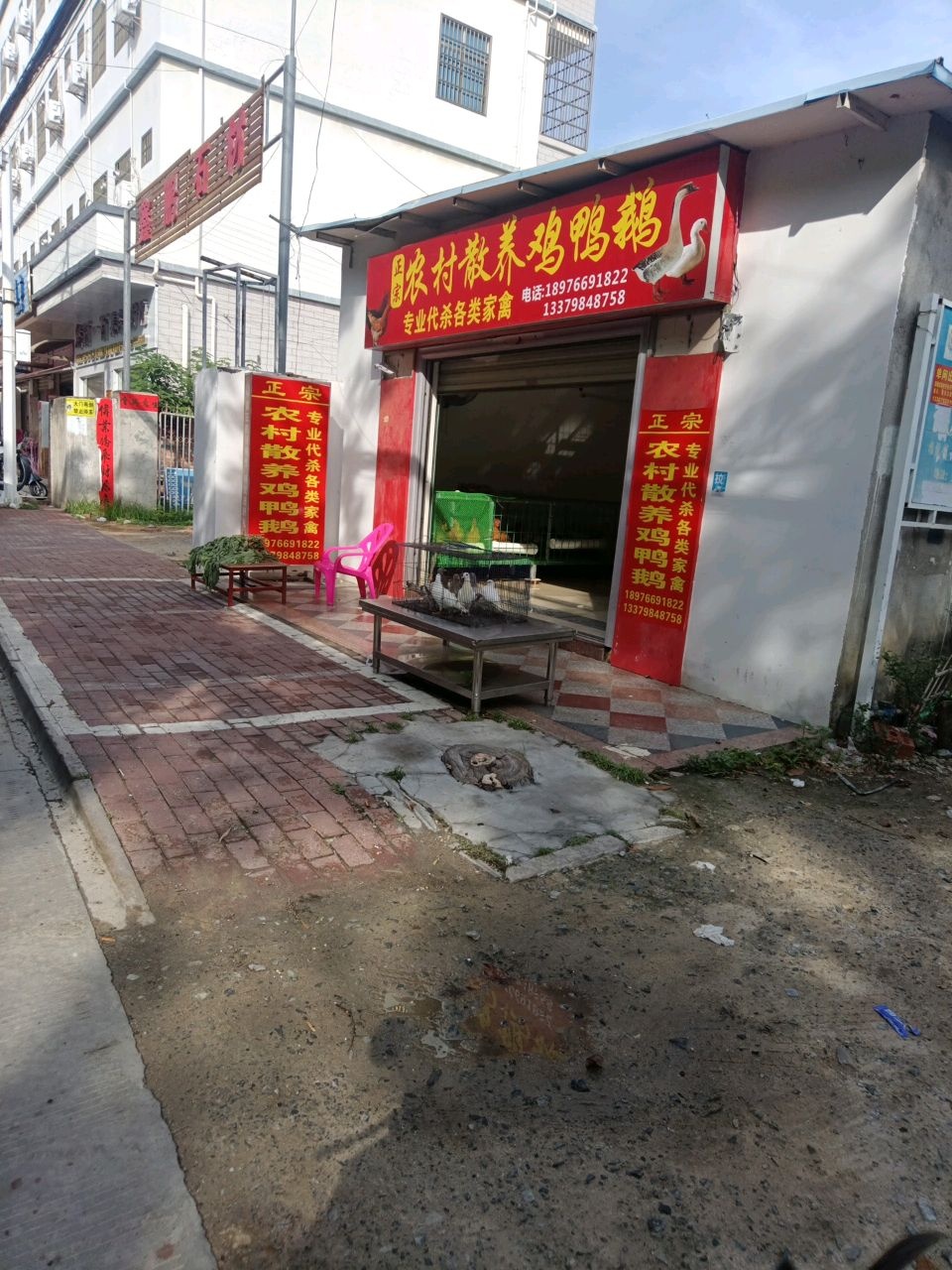 农村散养鸡鸭鹅