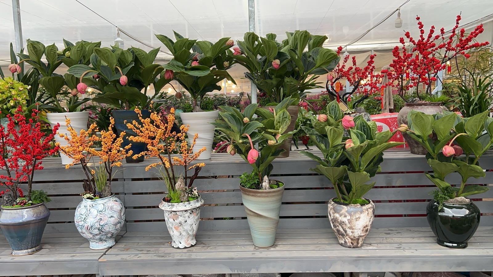 丝珂花卉园艺